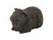 Cavia urn