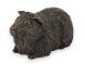 Cavia urn