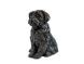Shih Tzu hondenurn